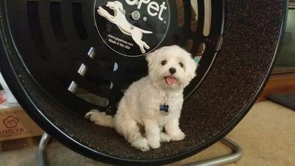 GoPet Treadwheel for Dogs and Cats - CG4012