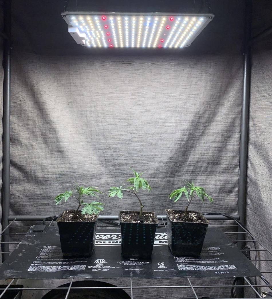 Spider Farmer SF1000 100W LED Grow Light (Full Spectrum)