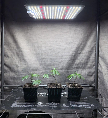 Spider Farmer SF1000 100W LED Grow Light (Full Spectrum)