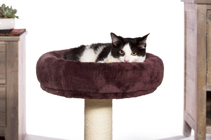 Prevue Pet Products Kitty King Cat Tree