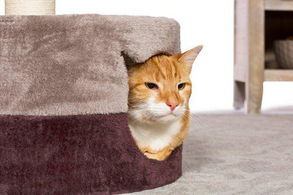Prevue Pet Products Kitty King Cat Tree